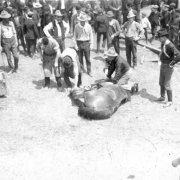 A man holds a horse on its side on the ground while another man works to adjust its hind shoe in a camp for Buffalo Bill's Wild West Show. A crowd of spectators is gathered around the men watching them work. A wood trough is in the left midground.