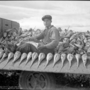 A young man sits in the bed of a truck loaded with sugar beets parked in sugar beet field in Northern Colorado. Shows a line of large beets displayed along the chained sideboard of the truck bed.