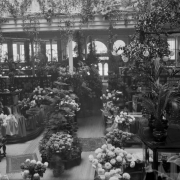 Interior view of the Daniels and Fisher store, in Denver, Colorado; shows chrysanthemums, palms, and a Norfolk Pine.