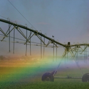 A field of alfalpha is watered in Weld County Wednesday May 17, 2006.  The water being used to raise this crop is from his late season water reserve. "We are all embedded in this land. This is more than our livelihood, it's our life, our history," says...