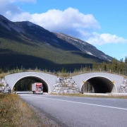 (FILE PHOTO) Close up of overpass at Banff National Park in Alberta, Canada shows the fences and greenery that grow above the roadway and on top of overpass.  (SOUTHERN ROCKIES ECOSYSTEM PROJECT/FOR THE NEWS)