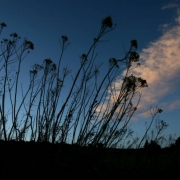 (Easement 2) After sunset, the grasslands of Capps Homestead is silhouetted agains a blue sky, Tuesday evening, January 29, 2008, Huerfano County, Colorado. This is part of the conservation easement  formed by ranchers in this area. (KEN PAPALEO/ROCKY ...