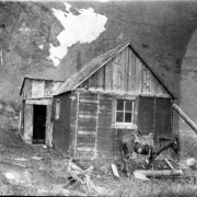 A saddled horse stands in front of a dilapidated plank cabin, Eureka (San Juan County), Colorado. A leaning log supports the cabin, which has tar paper covering the walls, a gable roof, and a shed attachment.