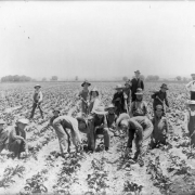 Men and boys harvest sugar beets in a field in Colorado. They wear overalls and wide-brimmed hats.