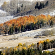 A light dusting of snow covers the ground near Silverthorne as aspen, still in full fall color, stand in stark contrast to the first signs of winter. A cold front moving through the state dropped temperatures 35 or more degrees yesterday causing an abr...