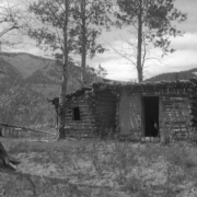 View of a dilapidated log cabin with a flat roof in a small grove of Aspen trees in Jasper, Colorado.