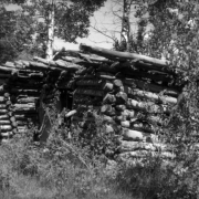 View of a dilapidated cabin nearly overgrown by vegetation in Jasper, Colorado.