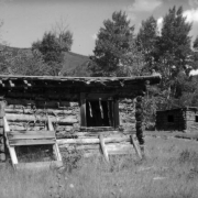 Two dilapidated flat roof log cabins are in a clearing in Jasper, Colorado. Aspen trees are in the background.