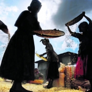 A group of women workers clean corn at Project Mercy in Yetebon, Ethiopia on, Saturday, October 1, 2005. Corn along with false banana is one of the staple crops of Ethiopian farmers. In rural areas, much of the work, whether it is making butter or brea...