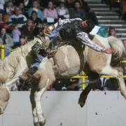 DM0211   Squeak Schmidt of Johnstown, Neb. competes in the saddle bronc during the National Western Stock Show & Rodeo at the Denver Coliseum in Denver, Colo. Thursday, Jan. 17, 2008.(DARIN MCGREGOR/ ROCKY MOUNTAIN NEWS) **all names from roster