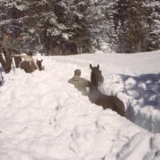 Two mules walk through snow trenches higher than their backs, guided by two Tenth Mountain Division soldiers. Eight men look on; two are bare-chested. Snow covered pine trees are in the background. Taken at Camp Hale, Colorado.