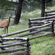 A cow elk grazes on a bumper crop of native grass along a fence line off of CR 56 in Evergreen Wednesday evening  June 22, 2005. The vegetation along the front range is lush after persistent rainfall this season.  (DENNIS SCHROEDER / ROCKY MOUNTAIN NEW...