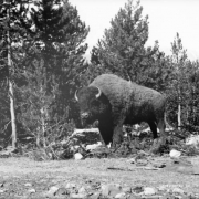 A buffalo stands in a clearing. Pine trees are in the background.