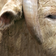 A bull waits in the pens to be chosen or not chosen for the bull riding event Sunday July 24th during the Cheyenne Frontier Days rodeo.  Established in 1897, Cheyenne Frontier Days is the World's Largest Rodeo & Western Celebration. (JUDY WALGREN/THE R...