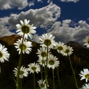 this is for page 22 A field of daises grows along highway 550 north of Silverton Colorado last week. This is a good wild flower viewing season due to the heavy mountain snow melt run off. I underexposed the over all shot by one stop, laid m...