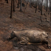A dead cow lies in the burned-out forest left by the Hayman Fire.