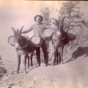 A man poses with burros that carry wooden casks in the mountains of Colorado.