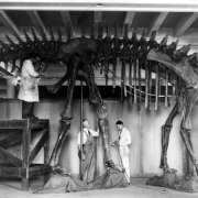 Men work to assemble the fossil bones of a Diplodocus gastralia for a paleontology exhibit at the Denver Museum of Natural History in Denver, Colorado. The men include Phillip H. Reinheimer, chief preparer, in the coveralls and R.L. Landberg, crouched on a scaffold beneath the skeleton.
