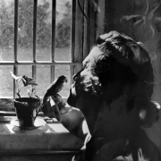 Holding a parakeet on her finger, This female inmate at the State Penitentiary in Canon City, Colorado, aims a kiss at its beak. A potted philodendron and toothbrush are on the interior sill; bars and screen block the window.