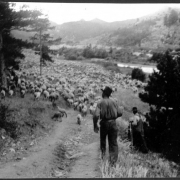 Two shepherds and A large flock of sheep walk along a dirt road near South Boulder Creek in Lincoln Hills (Gilpin County), Colorado.