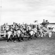 View of the Tivoli Brewery wagon and Clydesdale horses in Denver, Colorado; people ride the conveyance and watch from behind a fence by a loudspeaker. Harness includes silver studs.