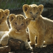 (DENVER Colo., October 22, 2004) Denver Zoo's three new lion cubs are now out for public viewing in the maternity den "Pahalli Ya Mwana (cq) in the Predator Ridge exhibit, October 21, 2004. (Photo by KEN PAPALEO/ROCKY MOUNTAIN NEWS)