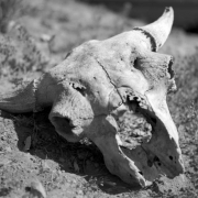 The remains of a buffalo skull lie on the ground in the Flat Tops  Wilderness north of Glenwood Springs on the border of Garfield and Rio Blanco counties in Colorado.