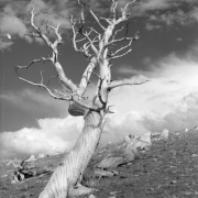 A pine tree with bare branches, possibly a Limber Pine, stands in  the foreground near the summit of Pile Hill west of Apex in Gilpin County,  Colorado. Additional tree stumps are on the hill behind the tree. Photographer titled the image "Stout Fellah."