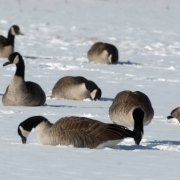 Canadian Geese in Del Mar Park in Aurora during the cold snap on Wednesday December 7,2005. The Geese foraged for grass which lay under the new snow. (GEORGE KOCHANIEC, JR/ROCKY MOUNTAIN NEWS) **