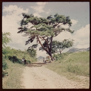 View of a rural dirt road in South Korea. Groups of people sit and stand near a large pine tree. A vendor's stand is under the tree. Mountains are in the distance.