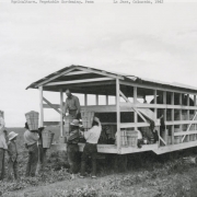 Men carry baskets of peas to a truck drawn wagon with a metal corrugated roof in La Jara (Conejos County), Colorado.