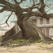 View of a leafless Silk cotton tree (Ceiba pentandra), with a buttressed trunk, near a two story building in Nassau, Bahamas. The building has porches and shuttered windows. A fence surrounds the tree. A house is in the distance.