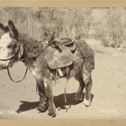 View of a burro with a saddle on its back. A chair and tree stump are in the distance.