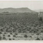 1926: Panoramic photo shows lettuce field situated between the farms of Joseph Sato and William S. Parrish near the San Luis State Road, Costilla County, Colo. Truck farmer Joseph Sato is standing middle left and William S. Parrish is on the middle right hand side.  A large cement structure in the distance behind Parrish is the former San Luis Roller Mills.  The flour mill was built, owned and operated by Parrish.  Constructed in about 1914, it was destroyed by fire in 1958.