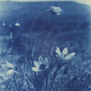 Close-up view of flowers, probably Thimblewee (Candle Anemone), in a field or on the plains in Colorado. The plant has cup shaped blossoms on long stalks, and fan shaped leaves low to the ground.