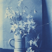 Close-up view of flowers, a bouquet of Colorado Columbines (Blue Columbine, Colorado Blue Columbine, Rocky Mountain Columbine), arranged in a stein on a table. Some blossoms are displayed on the table next to the bouquet.