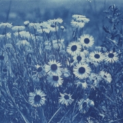 Close-up view of a flowering plant, probably an aster or daisy, in a field in Colorado. Stems and leaves are hairy and unopened blossoms face downward. The flowers have many lance shaped petals around dark, slightly rounded centers.