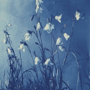 Close-up view of a flowering plant, the Common Harebell (Scotch Harebell, Bluebell, Bellflower, Witches Thimble), in a field in Colorado. The bell-shaped flowers have fused petals, flared at the ends. The plant has long stems and few, short, narrow leaves.