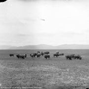 A herd of buffalo graze on the plains of Flathead Indian Reservation in Montana.