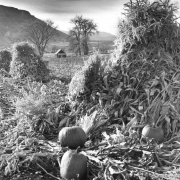 Indian summer scene on a farm near Golden. October 29, 1978. Photo by Bill Perry. Rocky Mountain News Photograph Collection