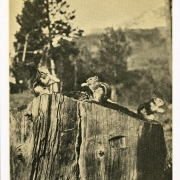 Chipmunks at Longs Peak Inn