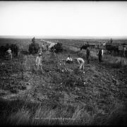 Farm workers, horse-drawn wagons, and mule-drawn equipment harvest beets somewhere in Colorado, probably Front Range or Eastern Colorado; shows large sugar beet field, several mule-drawn &amp; horse-drawn wagons loaded or ready to be loaded with sugar beets, stacks of sugar beets  in field, and team of three mules pulling a harvester. A man in suit, vest, and hat, is probably farm owner or overseer.