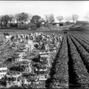 View of farm workers harvesting celery in a field, probably in Colorado; men and women put celery into slatted boxes; farm buildings and railroad refrigerator cars are in background.
