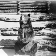 A grizzly bear sits in his habitat at the Denver Zoo in Denver, Colorado.
