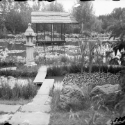 View of a Japanese garden with a pond, lilies, tea house, and walkways in (possibly) Denver, Colorado.