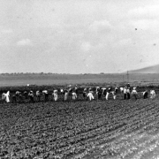 View of a line of Mexican farm workers on a truck farm between Fort Garland and Blanca, Colorado.