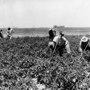Migrant workers work in a field in Colorado. They wear wide-brimmed hats.