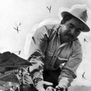 Apollinar Martinez, a Hispanic migrant worker, picks cucumbers in Weld County, Colorado. He wears a wide-brimmed hat.