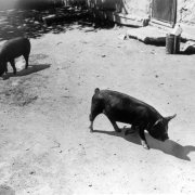 View of pigs at a migrant worker camp probably near Manzanola (Otero County), Colorado.