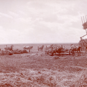 View of an alfalfa harvest on Boston Farm in Colorado; shows farm workers, horse teams and farm equipment, and a wooden hay stacking machine with an iron counter-weight.